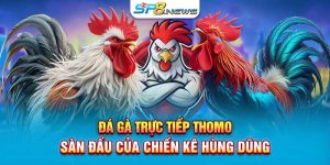 Đá Gà Trực Tiếp Thomo - Sàn Đấu Của Chiến Kê Hùng Dũng