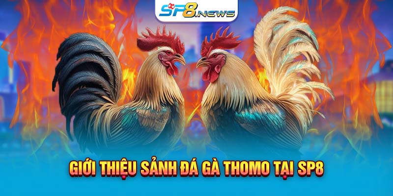 Giới thiệu sảnh đá gà Thomo tại SP8