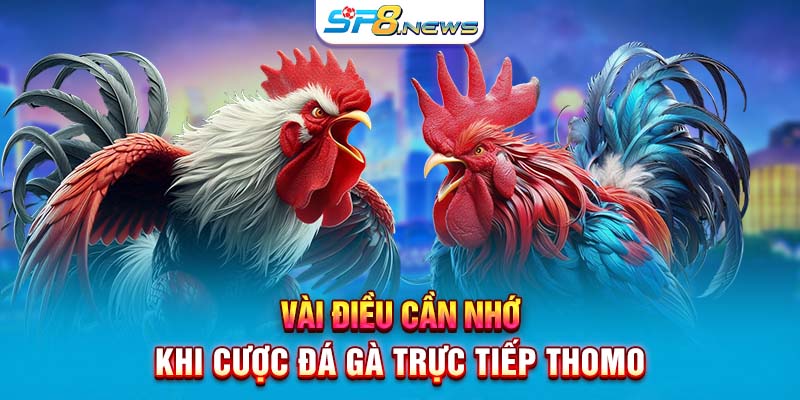 Vài điều cần nhớ khi cược đá gà trực tiếp Thomo